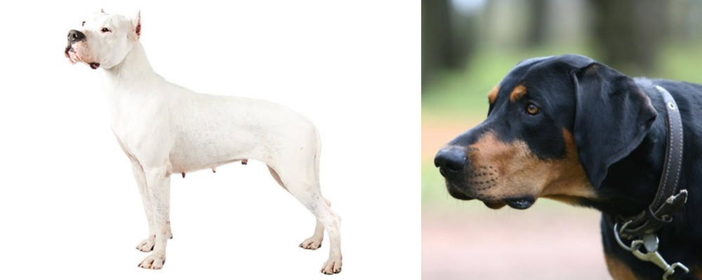 Lithuanian Hound vs Argentine Dogo - Breed Comparison