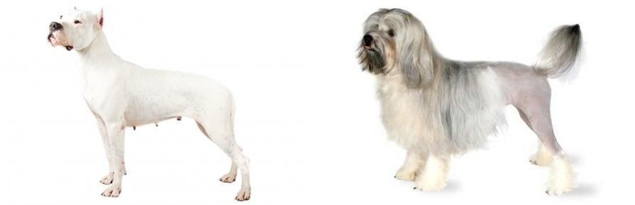 Lowchen vs Argentine Dogo - Breed Comparison