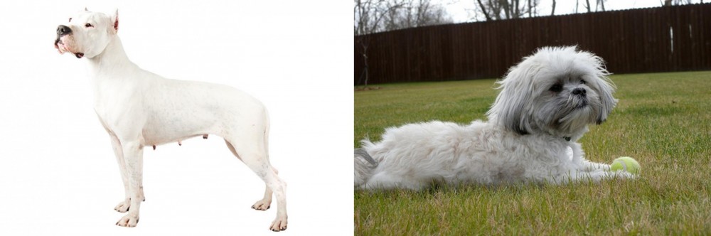 Mal-Shi vs Argentine Dogo - Breed Comparison