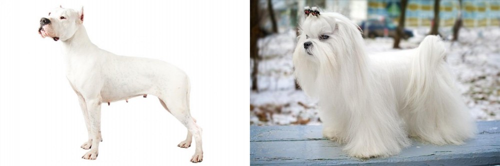 Maltese vs Argentine Dogo - Breed Comparison
