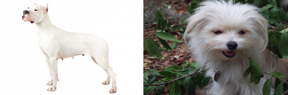 Malti-Pom vs Argentine Dogo - Breed Comparison