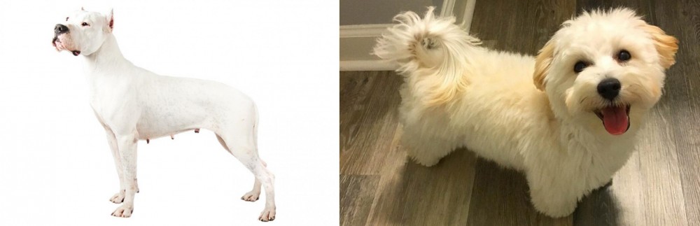 Maltipoo vs Argentine Dogo - Breed Comparison