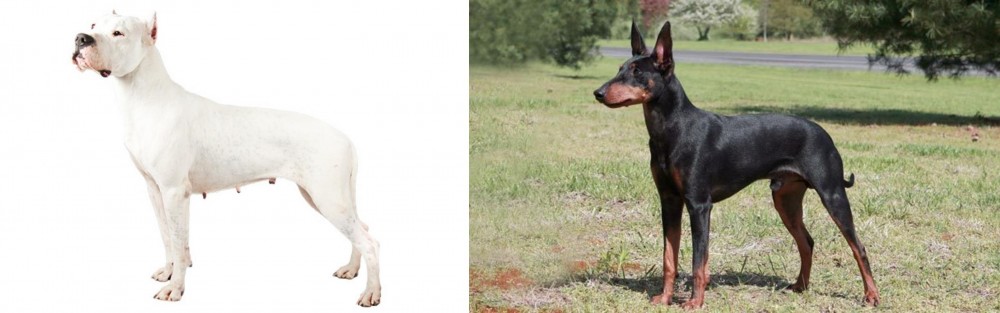 Manchester Terrier vs Argentine Dogo - Breed Comparison