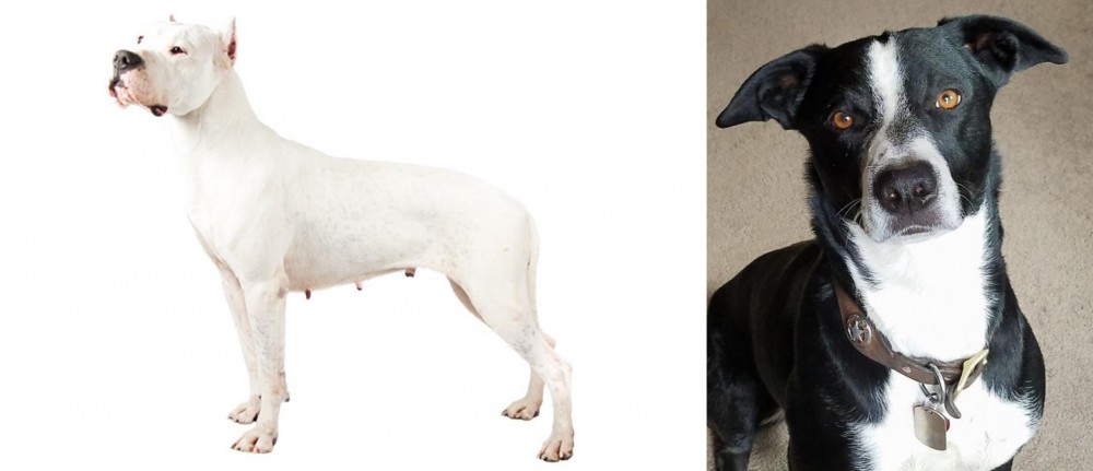 McNab vs Argentine Dogo - Breed Comparison