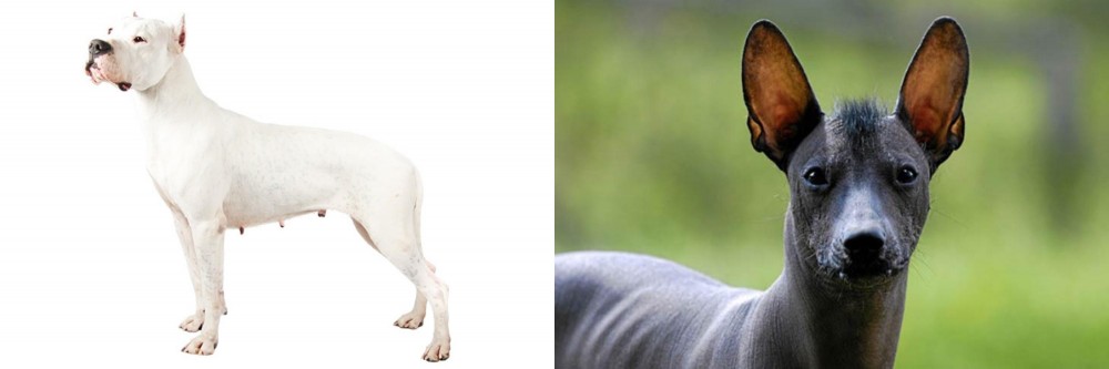 Mexican Hairless vs Argentine Dogo - Breed Comparison
