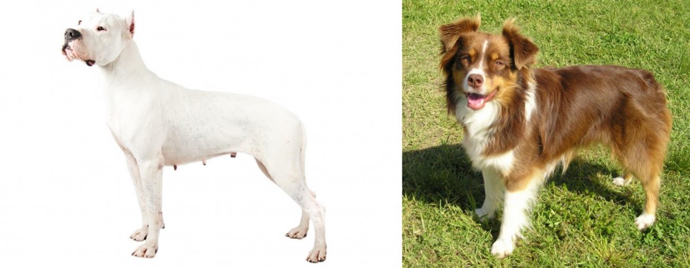 Miniature Australian Shepherd vs Argentine Dogo - Breed Comparison