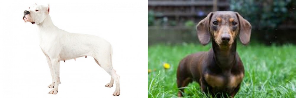 Miniature Dachshund vs Argentine Dogo - Breed Comparison