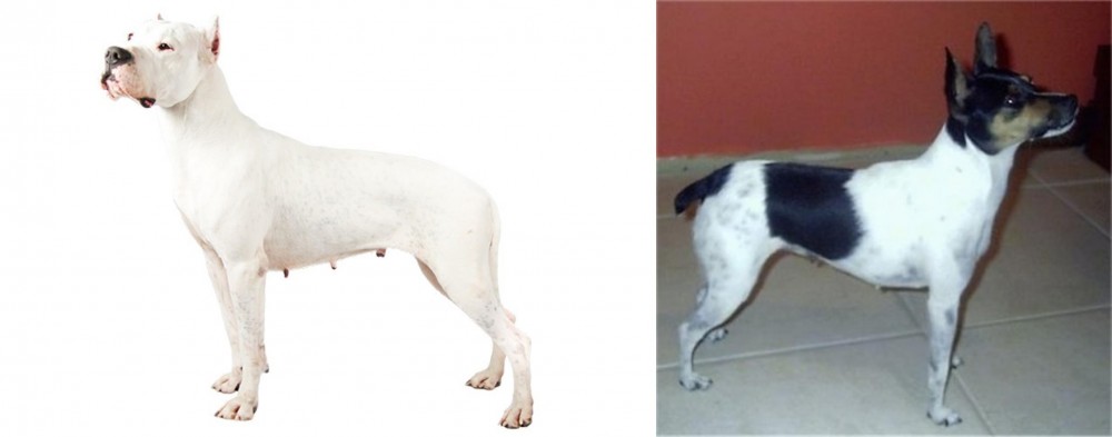 Miniature Fox Terrier vs Argentine Dogo - Breed Comparison