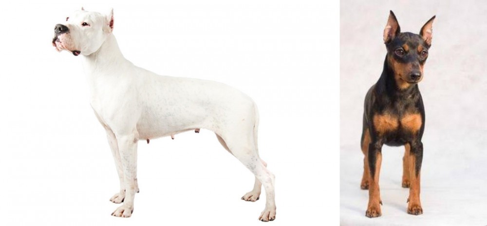 Miniature Pinscher vs Argentine Dogo - Breed Comparison