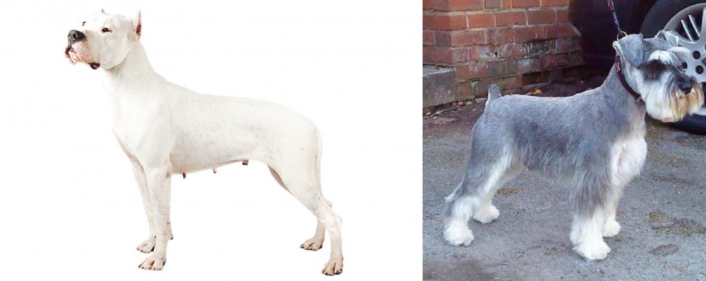 Miniature Schnauzer vs Argentine Dogo - Breed Comparison