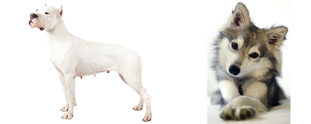 Miniature Siberian Husky vs Argentine Dogo - Breed Comparison