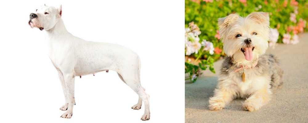 Morkie vs Argentine Dogo - Breed Comparison