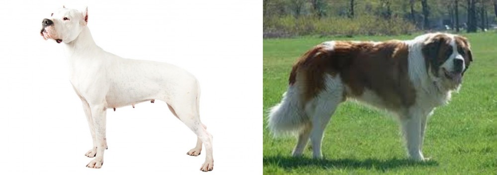 Moscow Watchdog vs Argentine Dogo - Breed Comparison