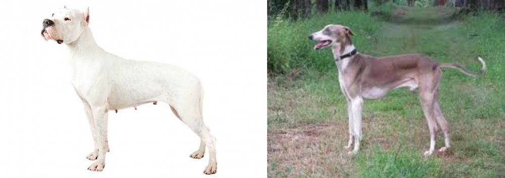 Mudhol Hound vs Argentine Dogo - Breed Comparison
