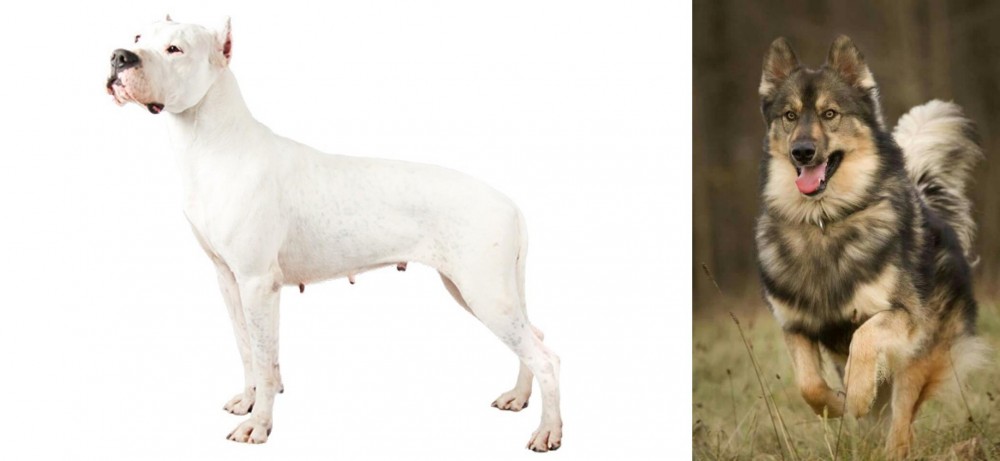 Native American Indian Dog vs Argentine Dogo - Breed Comparison