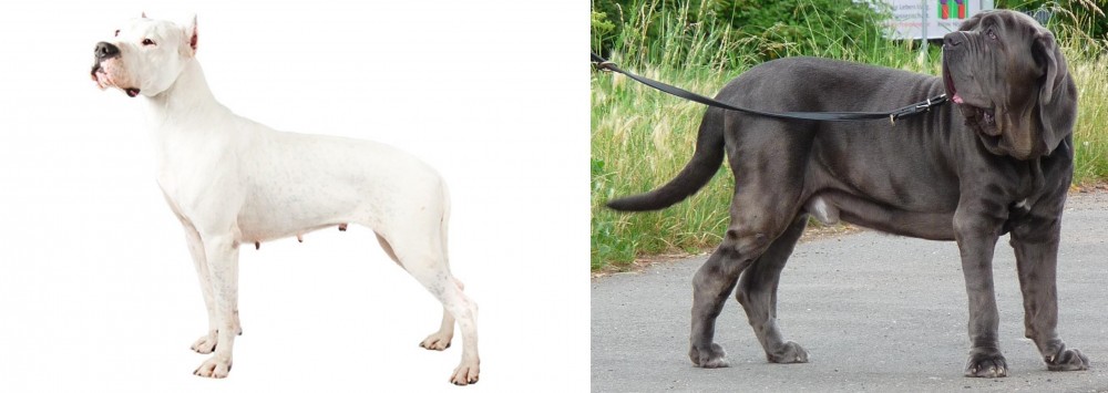Neapolitan Mastiff vs Argentine Dogo - Breed Comparison
