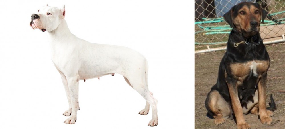 New Zealand Huntaway vs Argentine Dogo - Breed Comparison