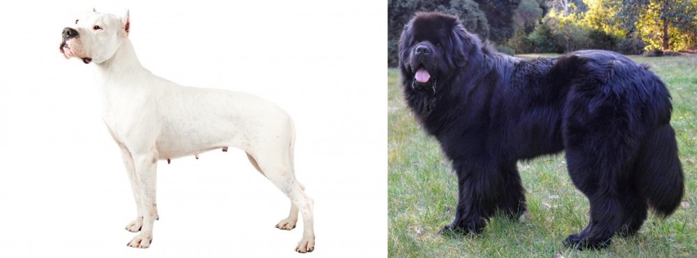 Newfoundland Dog vs Argentine Dogo - Breed Comparison