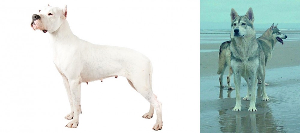 Northern Inuit Dog vs Argentine Dogo - Breed Comparison