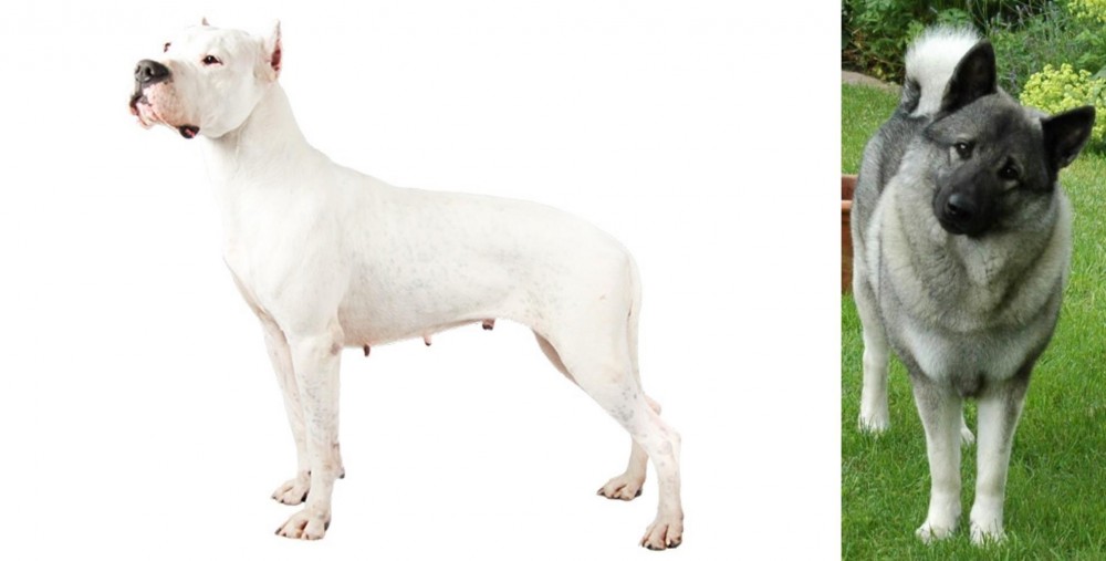 Norwegian Elkhound vs Argentine Dogo - Breed Comparison