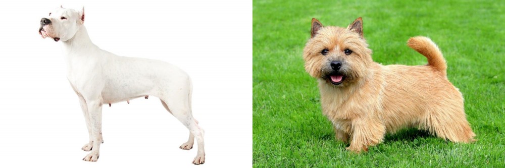 Norwich Terrier vs Argentine Dogo - Breed Comparison
