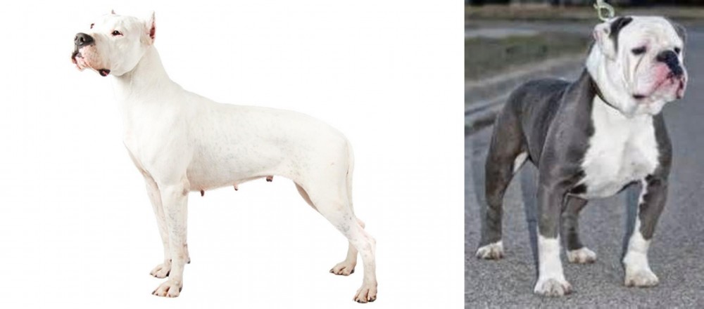 Old English Bulldog vs Argentine Dogo - Breed Comparison