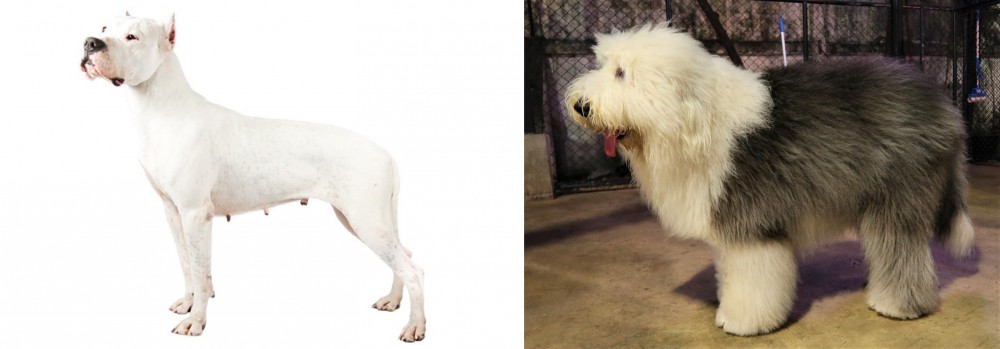 Old English Sheepdog vs Argentine Dogo - Breed Comparison
