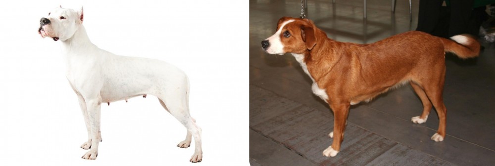 Osterreichischer Kurzhaariger Pinscher vs Argentine Dogo - Breed Comparison