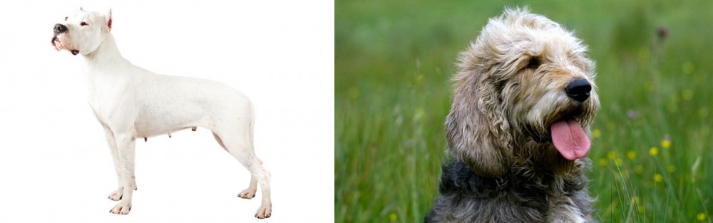 Otterhound vs Argentine Dogo - Breed Comparison