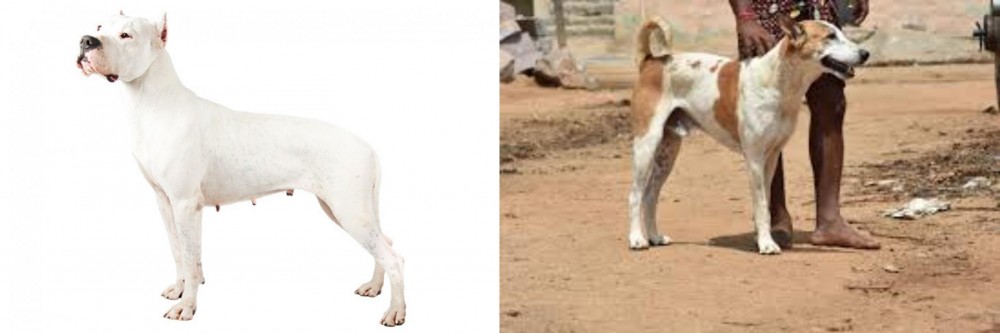 Pandikona vs Argentine Dogo - Breed Comparison