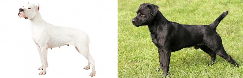 Patterdale Terrier vs Argentine Dogo - Breed Comparison