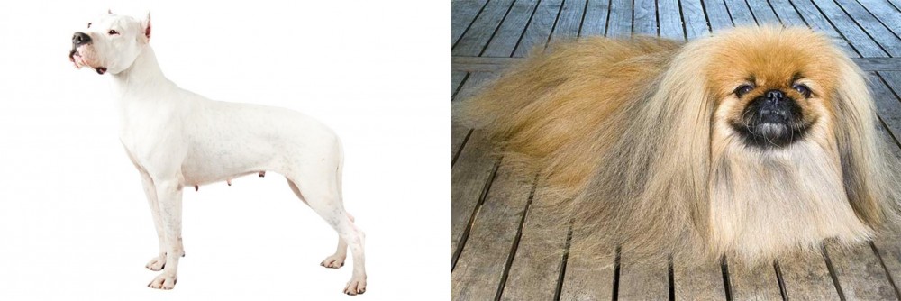 Pekingese vs Argentine Dogo - Breed Comparison