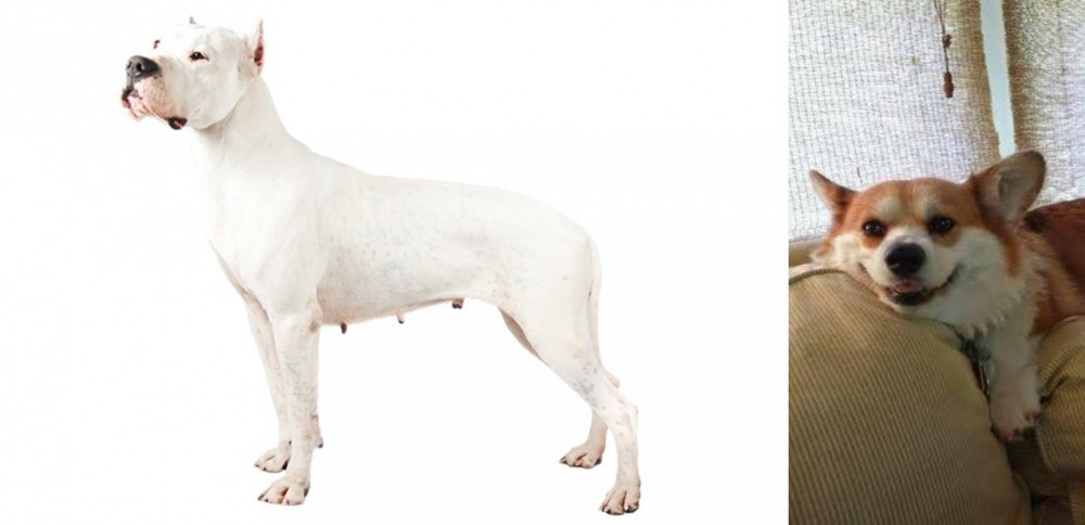 Pembroke Welsh Corgi vs Argentine Dogo - Breed Comparison
