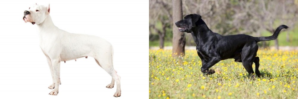 Perro de Pastor Mallorquin vs Argentine Dogo - Breed Comparison
