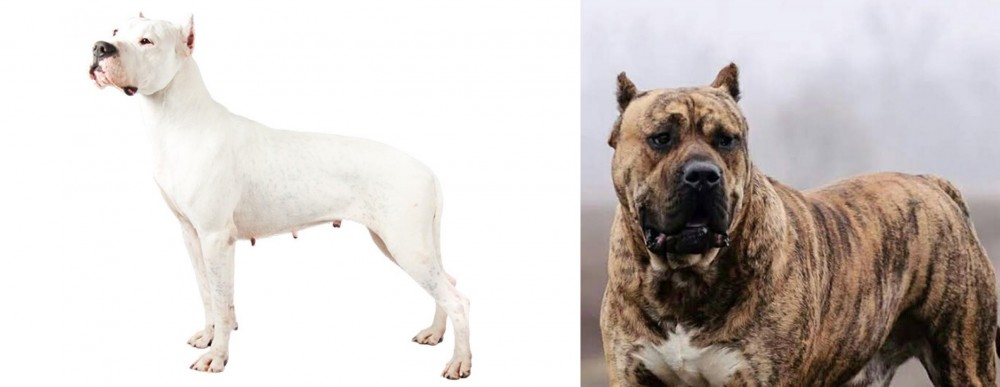 Perro de Presa Canario vs Argentine Dogo - Breed Comparison