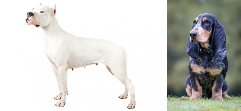 Petit Bleu de Gascogne vs Argentine Dogo - Breed Comparison