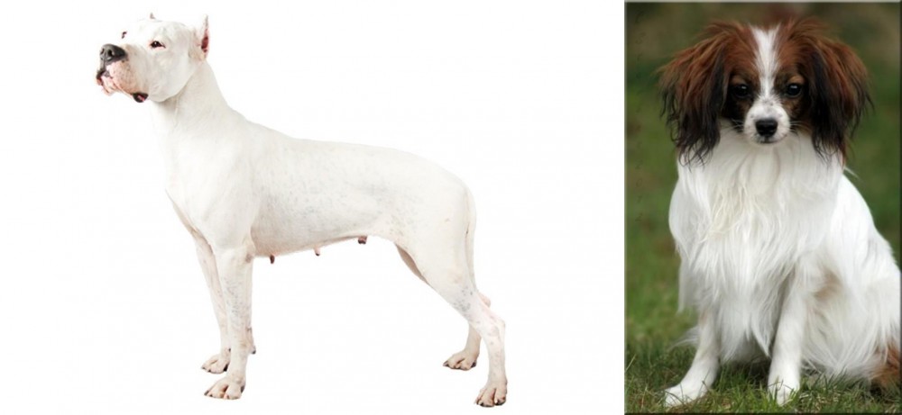 Phalene vs Argentine Dogo - Breed Comparison
