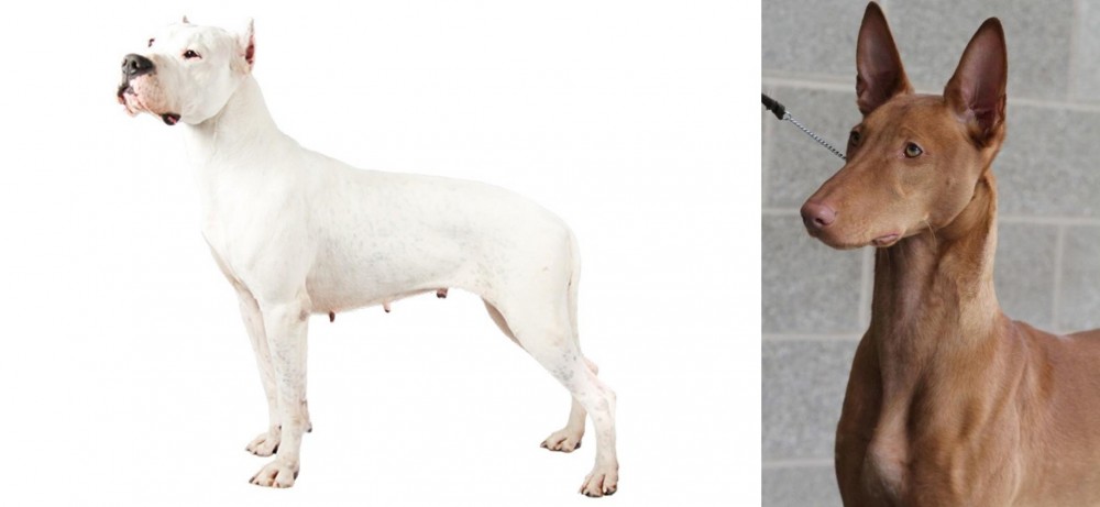 Pharaoh Hound vs Argentine Dogo - Breed Comparison