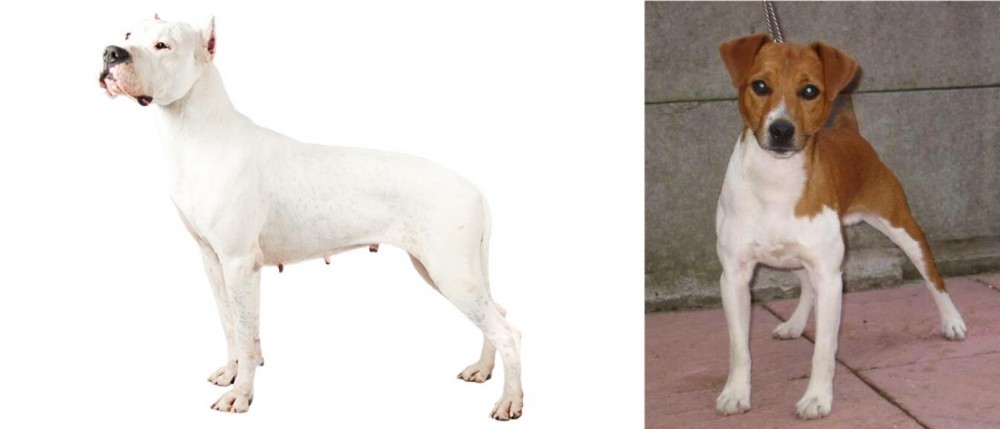 Plummer Terrier vs Argentine Dogo - Breed Comparison