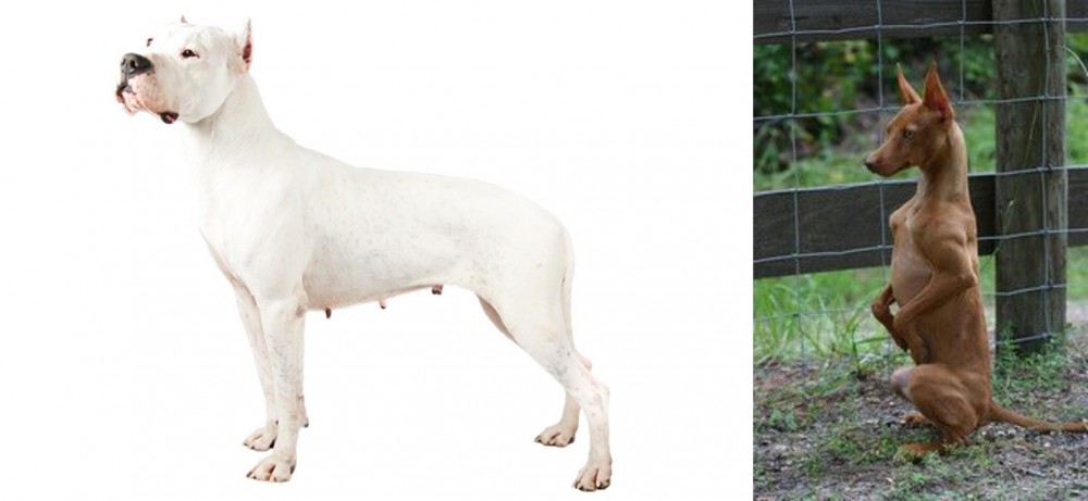 Podenco Andaluz vs Argentine Dogo - Breed Comparison
