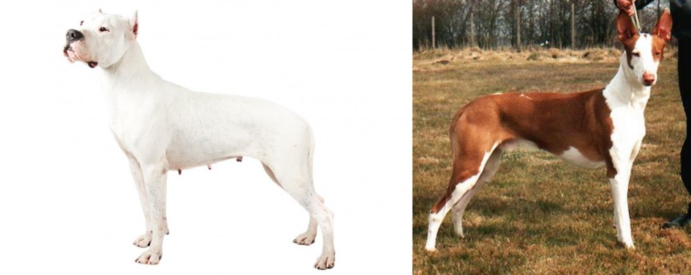 Podenco Canario vs Argentine Dogo - Breed Comparison