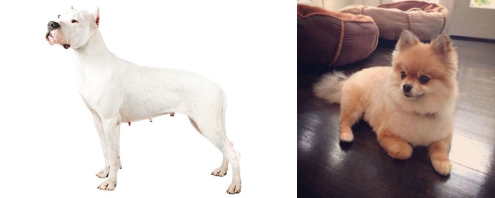 Pomeranian vs Argentine Dogo - Breed Comparison