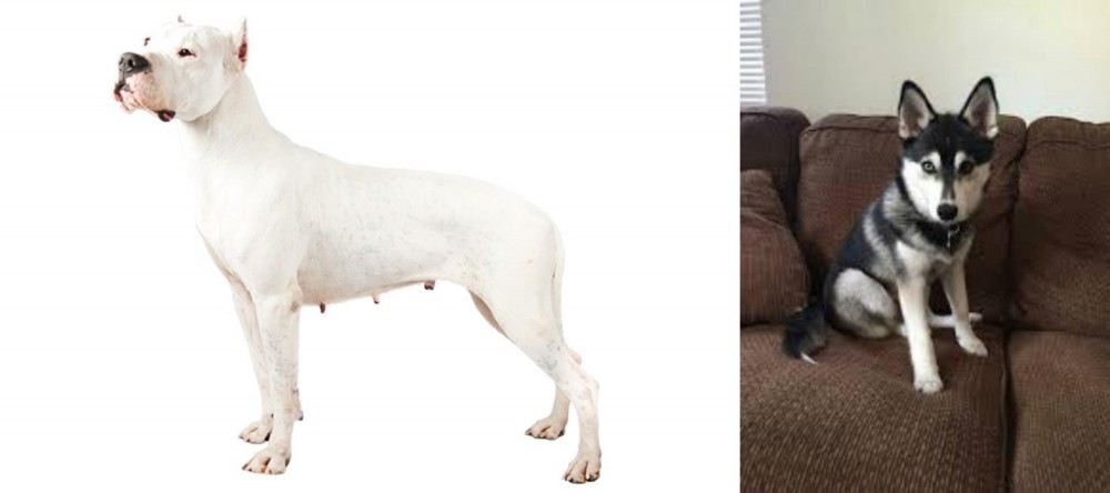 Pomsky vs Argentine Dogo - Breed Comparison