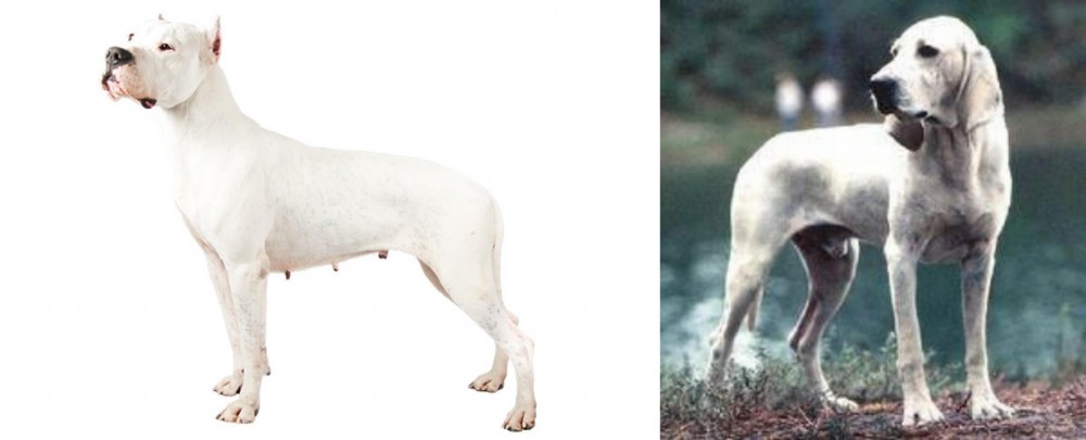 Porcelaine vs Argentine Dogo - Breed Comparison
