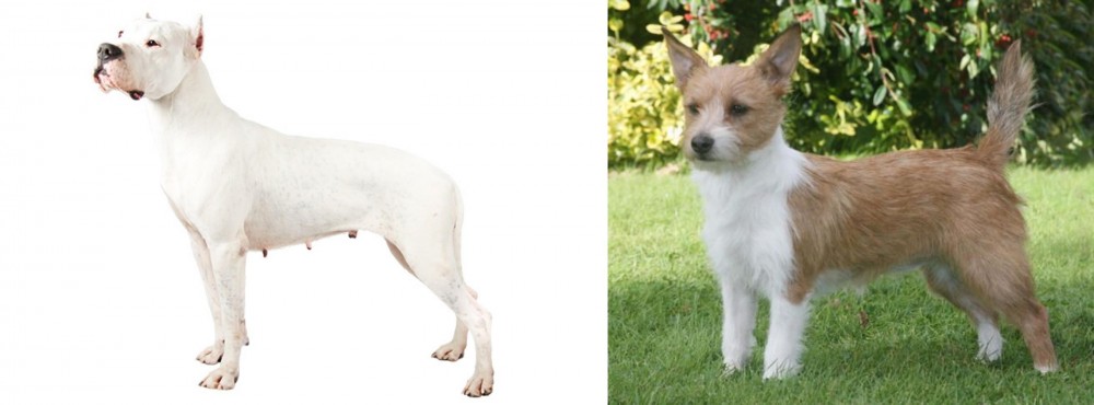 Portuguese Podengo vs Argentine Dogo - Breed Comparison