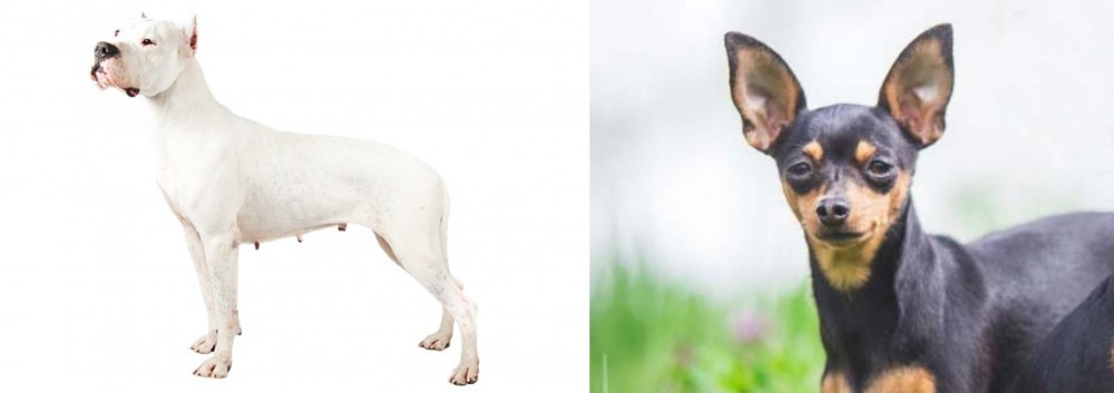 Prazsky Krysarik vs Argentine Dogo - Breed Comparison