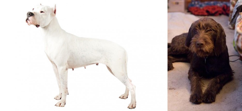 Pudelpointer vs Argentine Dogo - Breed Comparison