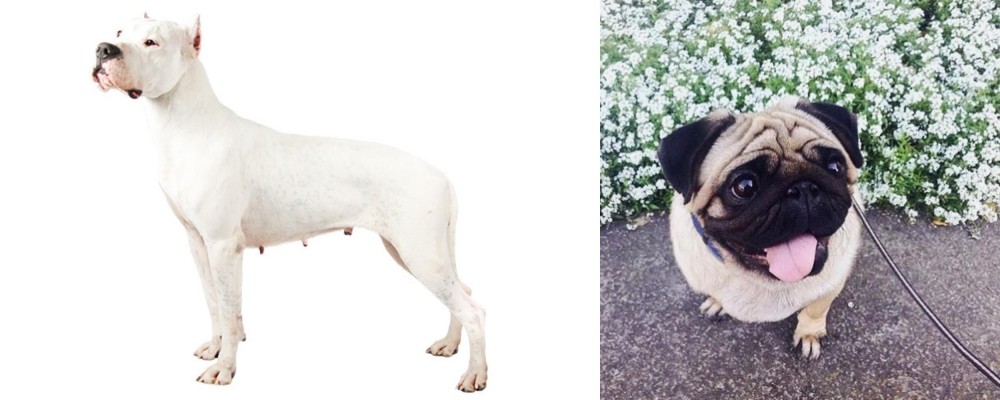 Pug vs Argentine Dogo - Breed Comparison