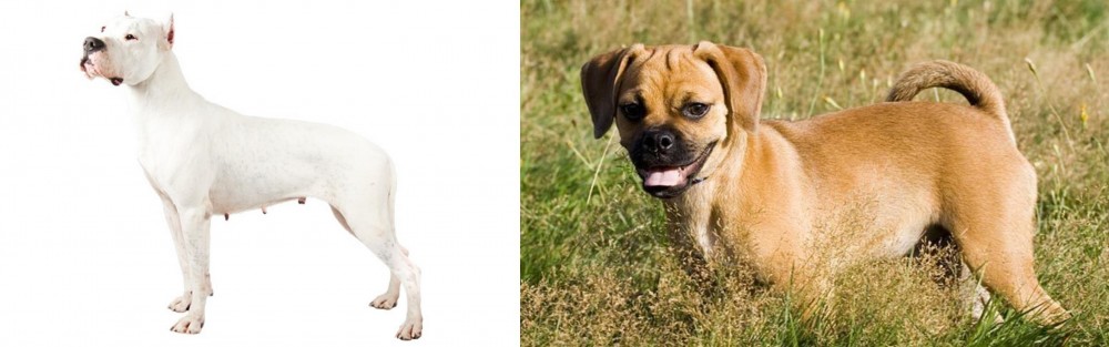 Puggle vs Argentine Dogo - Breed Comparison