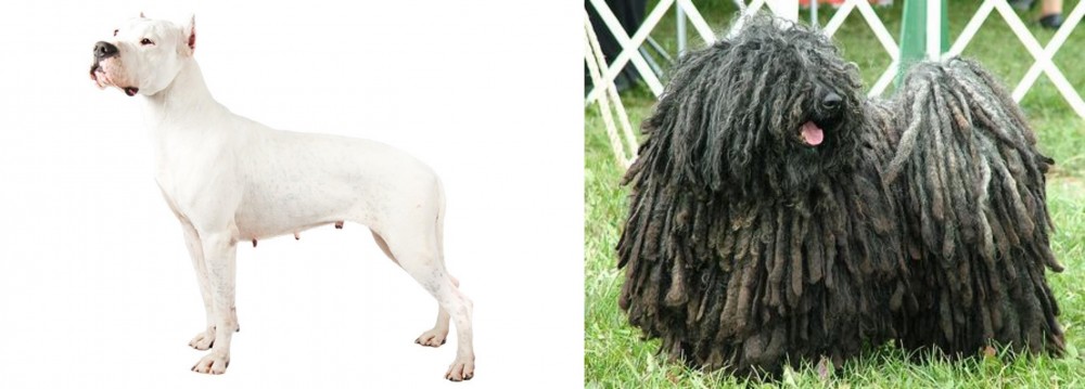 Puli vs Argentine Dogo - Breed Comparison
